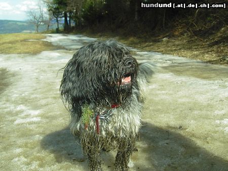 Schapendoes Espandrillo of Magic Dog Garden