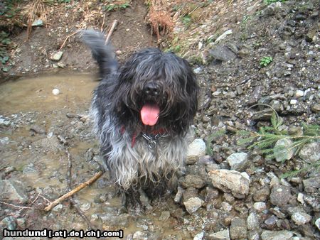 Schapendoes Espandrillo of Magic Dog Garden