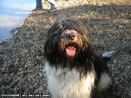 Schapendoes Hobie Stemmen of Magic Dog Garden