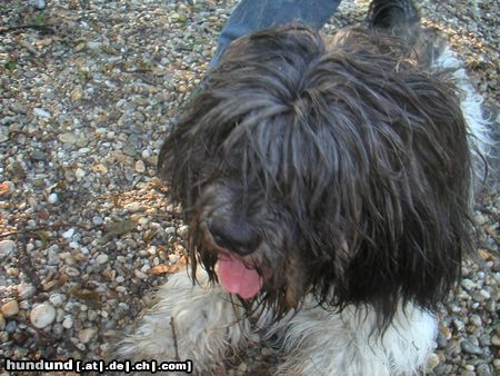 Schapendoes Hobie Stemmen of Magic Dog Garden