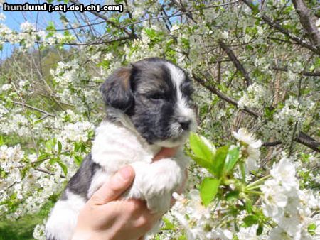 Schapendoes Haute Voleé of Magic Dog Garden