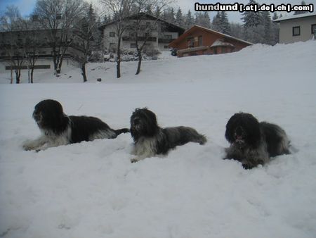 Schapendoes Hobie,Whoopi und Espandrillo of Magic Dog Garden