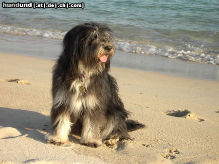 Schapendoes Quenn Ginny am Strand, Bretagne 05