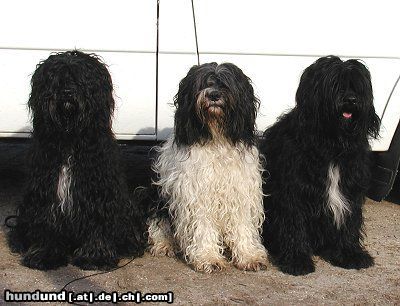 Schapendoes tochter (links mit Mutti & Vati