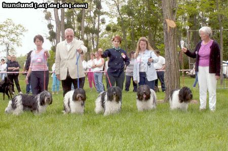 Schapendoes The best kennel of schapendoes in france