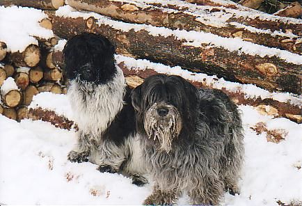 Schapendoes Schapiemädchen Xiri u.Contessa lieben Schnee