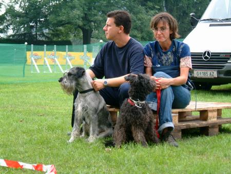 Schnauzer Schnauzer & Pumi, aufgenommen beim 1. European Agility Open 2002 in Graz