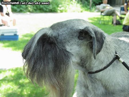 Schnauzer Asha Decembra Fan Friesche Adel (Holland)