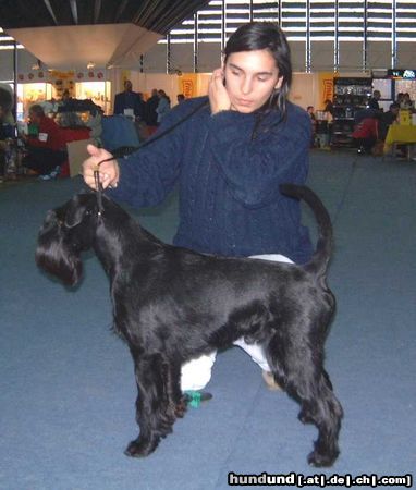 Schnauzer Vabank Black Grand Calvera