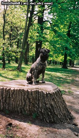 Schnauzer BUDDY