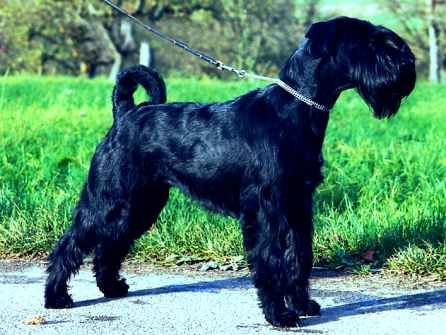 Schnauzer Audrey Hepburn,  WT:19.02.1998, Vater: Romars Mash, Mutter: Mohners Garbo.