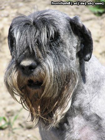 Schnauzer