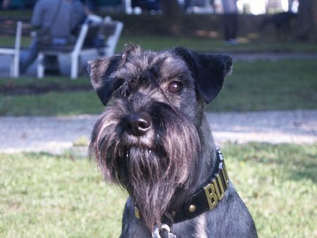 Schnauzer Buddy