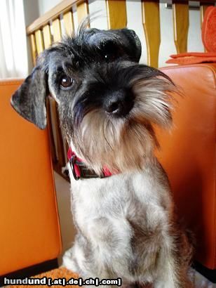 Schnauzer Freya von der Schaumburg im Alter von 6 Monaten . Bei uns heißt sie nur noch 