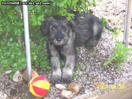 Schnauzer Raika, 11 Wochen, pfeffer/salz