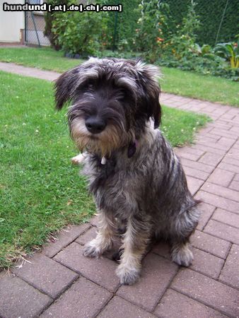 Schnauzer Raika