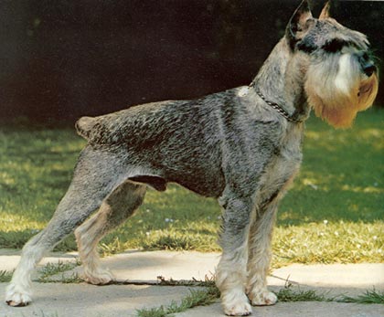 Schnauzer