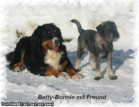 Schnauzer Betty-Bonnie mit Spielkameraden