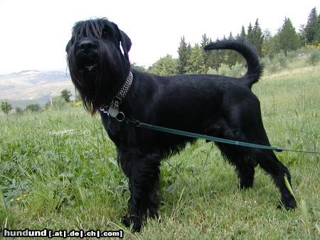 Schnauzer Bruno geb.7/02 Farbe schwarz, Rüde,höhe 54 cm