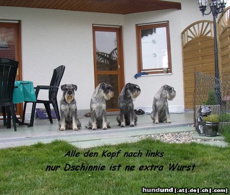 Schnauzer Schnauzer aus Oberstimm,bei uns gibt es keine Langeweile !