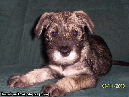 Schnauzer Frida 8 Wochen alt