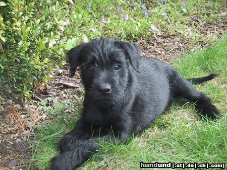 Schnauzer Bella v Lavendelgarten, 9 Wochen, Mittelschnauzer