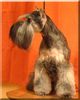 Schnauzer Hund