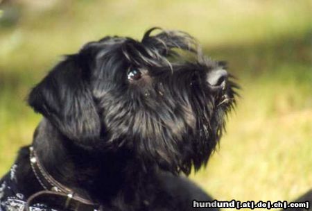 Schnauzer Ramses vom grauen Papagei