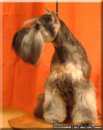 Schnauzer Vincezna