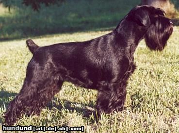 Schnauzer MITTELSCHNAUZER SCHWARZ: BUNDESSIEGERIN 2001,DORTMUND