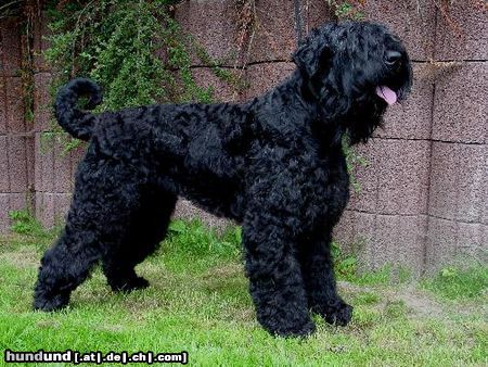 Russischer Schwarzer Terrier Unser 