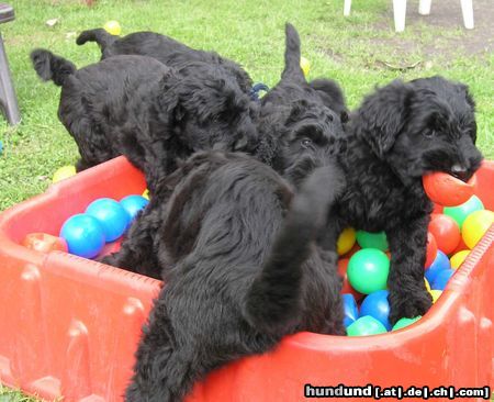 Russischer Schwarzer Terrier Ballkiste - heiß begehrt!