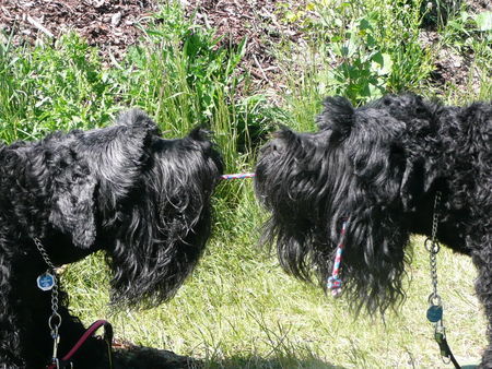 Russischer Schwarzer Terrier Kräftemessen Taika u. Zeus