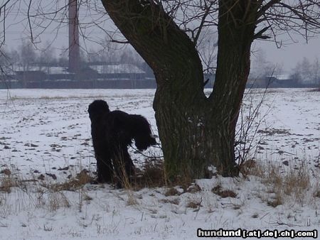 Russischer Schwarzer Terrier What is he doing ?