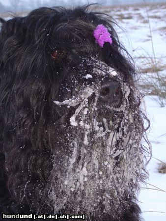 Russischer Schwarzer Terrier winter is the best ...