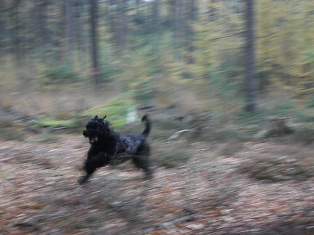 Russischer Schwarzer Terrier .....gleich habe ich den Nikolaus.05.12.07