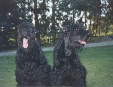 Russischer Schwarzer Terrier Barishny´s Helena-Iaska (WT 01.05.2000) und Ivy-Dasha vom Fischerhof (WT 02.08.2001)