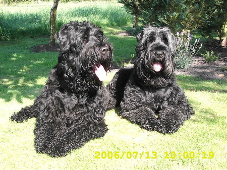 Russischer Schwarzer Terrier Taika u.Zeus