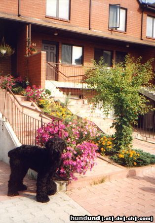 Russischer Schwarzer Terrier