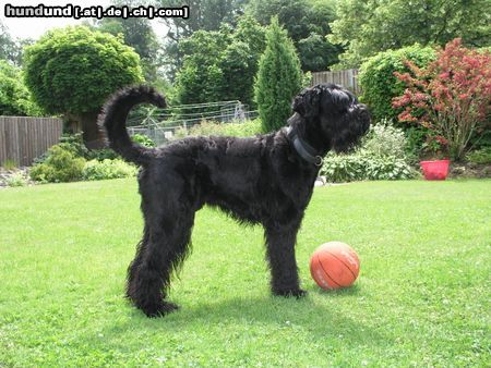 Russischer Schwarzer Terrier Rasputin 