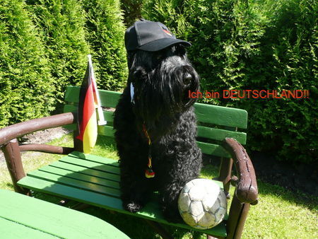 Russischer Schwarzer Terrier Taika, der russ.Deutschlands-Fan.