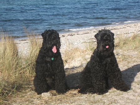 Russischer Schwarzer Terrier Taika u. Zeus Urlaubsfreude