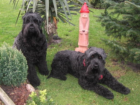 Russischer Schwarzer Terrier Frohe Weihnachten Taika u.Zeus