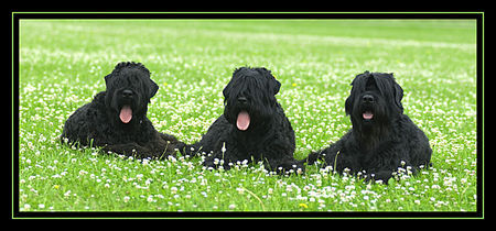 Russischer Schwarzer Terrier Schwarze Russische Terrier