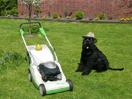 Russischer Schwarzer Terrier ....hab fertig!