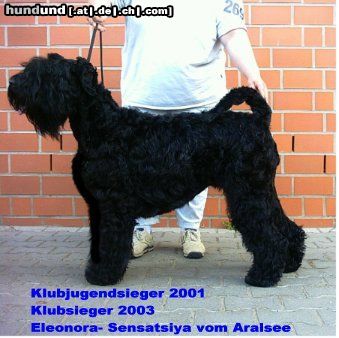 Russischer Schwarzer Terrier Eleonora- Sensatsiya vom Aralsee