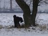 Russischer Schwarzer Terrier Hund