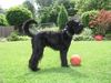 Russischer Schwarzer Terrier Hund