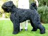 Russischer Schwarzer Terrier Hund