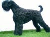 Russischer Schwarzer Terrier Hund